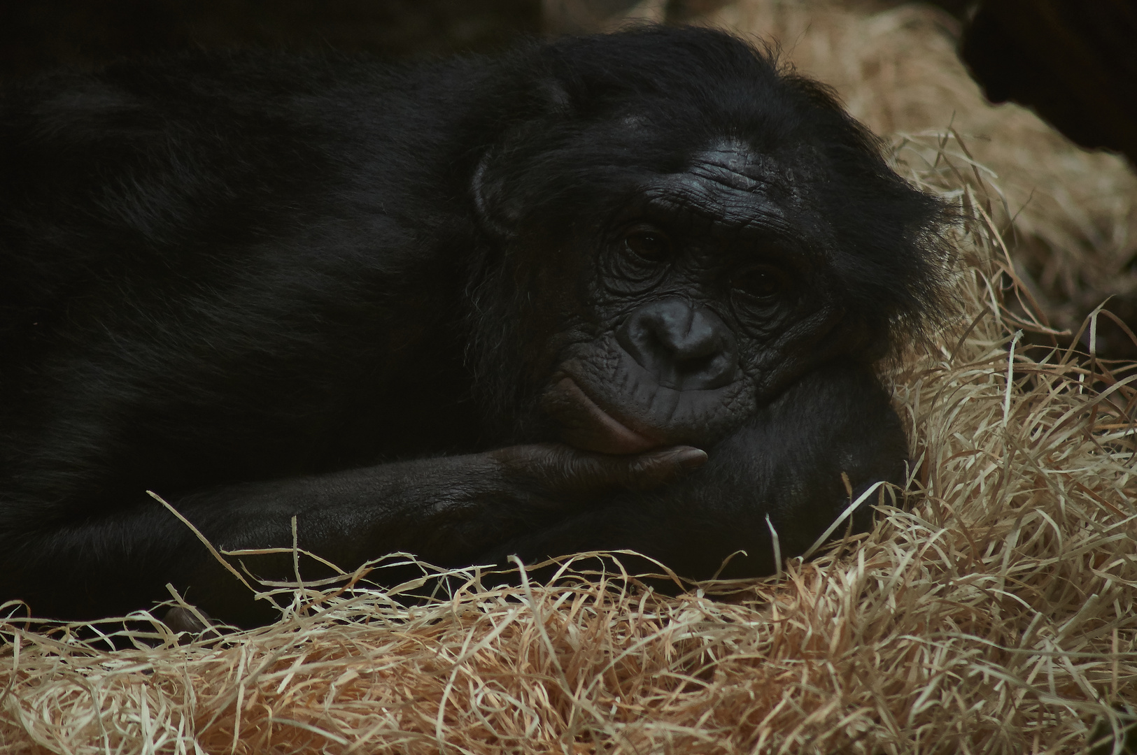 Bonobo