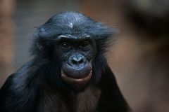 Bonobo