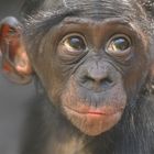  Bonobo  