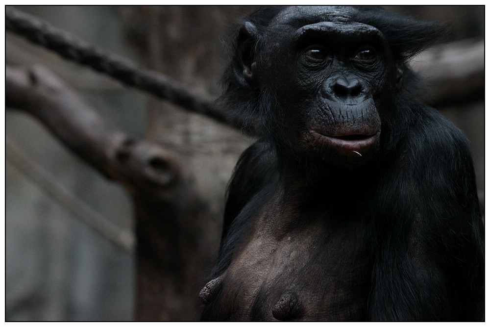 Bonobo (1)