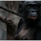 Bonobo (1)