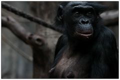 Bonobo (1)