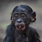 Bonobo