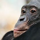Bonobo 2