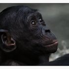 Bonobo (2)