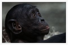 Bonobo (2)