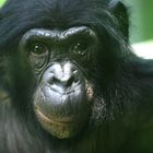 Bonobo