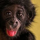 BONOBO