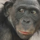 BONOBO