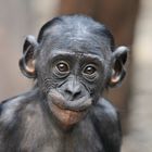 BONOBO