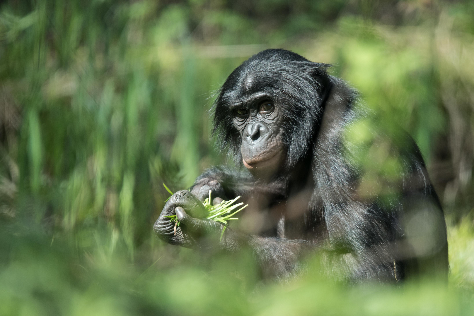 Bonobo