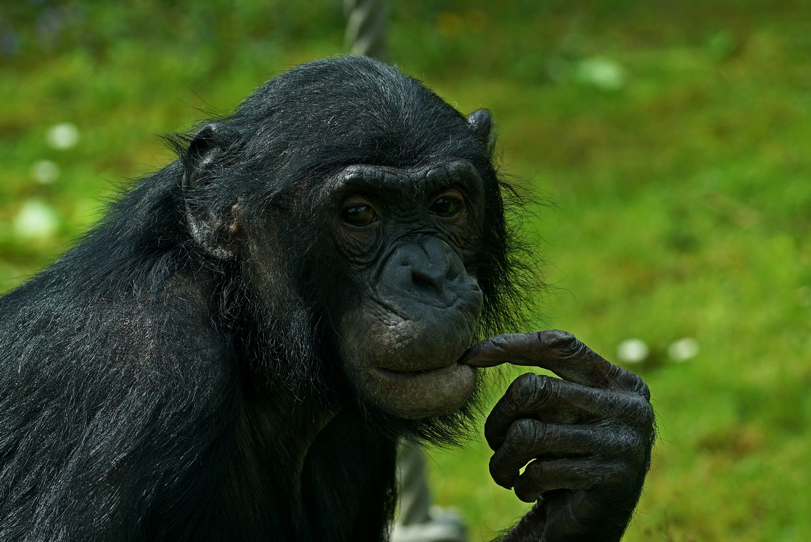 Bonobo