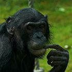 Bonobo