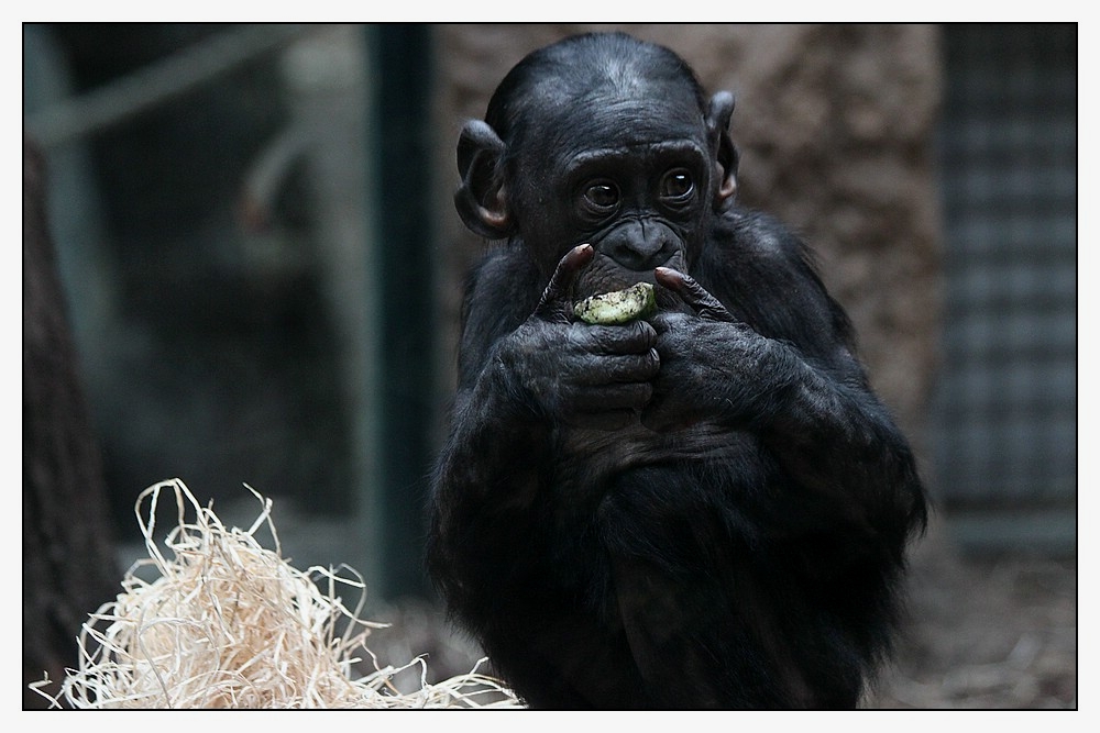 Bonobo (4)