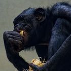 Bonobo