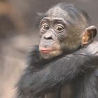  Bonobo