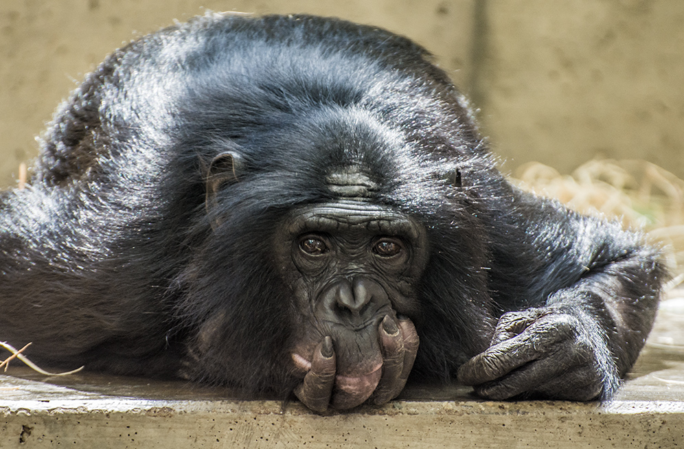 Bonobo