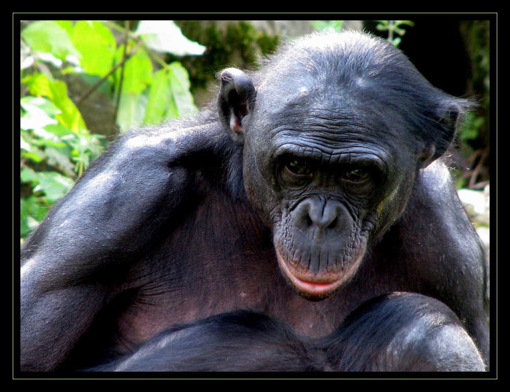 bonobo