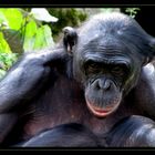 bonobo