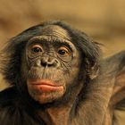 BONOBO