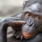 BONOBO