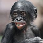 BONOBO