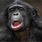 Bonobo