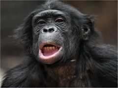 Bonobo