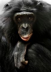 Bonobo