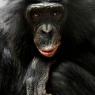 Bonobo