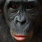 BONOBO