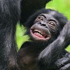 Bonobo