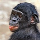 BONOBO