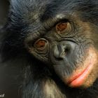 BONOBO