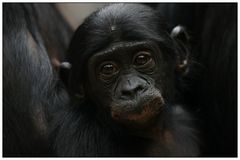 Bonobo