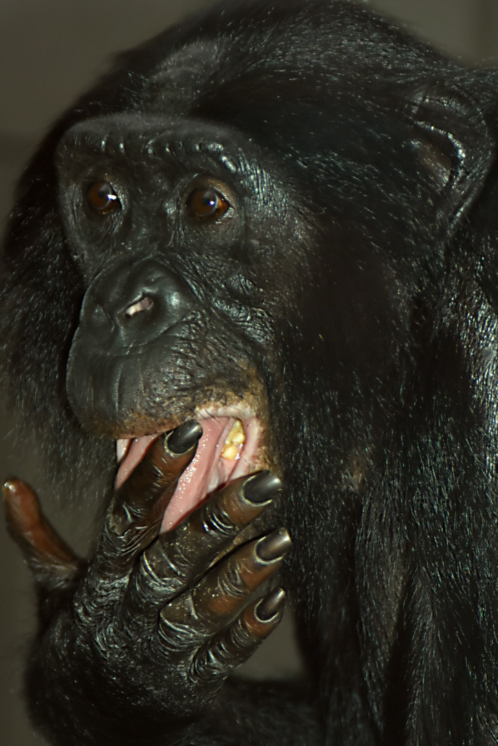 Bonobo Affe nach dem Essen