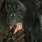Bonobo Affe nach dem Essen