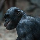 Bonobo-Affe... oder Gollum