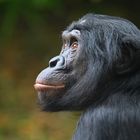 Bonobo