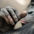 BONOBO