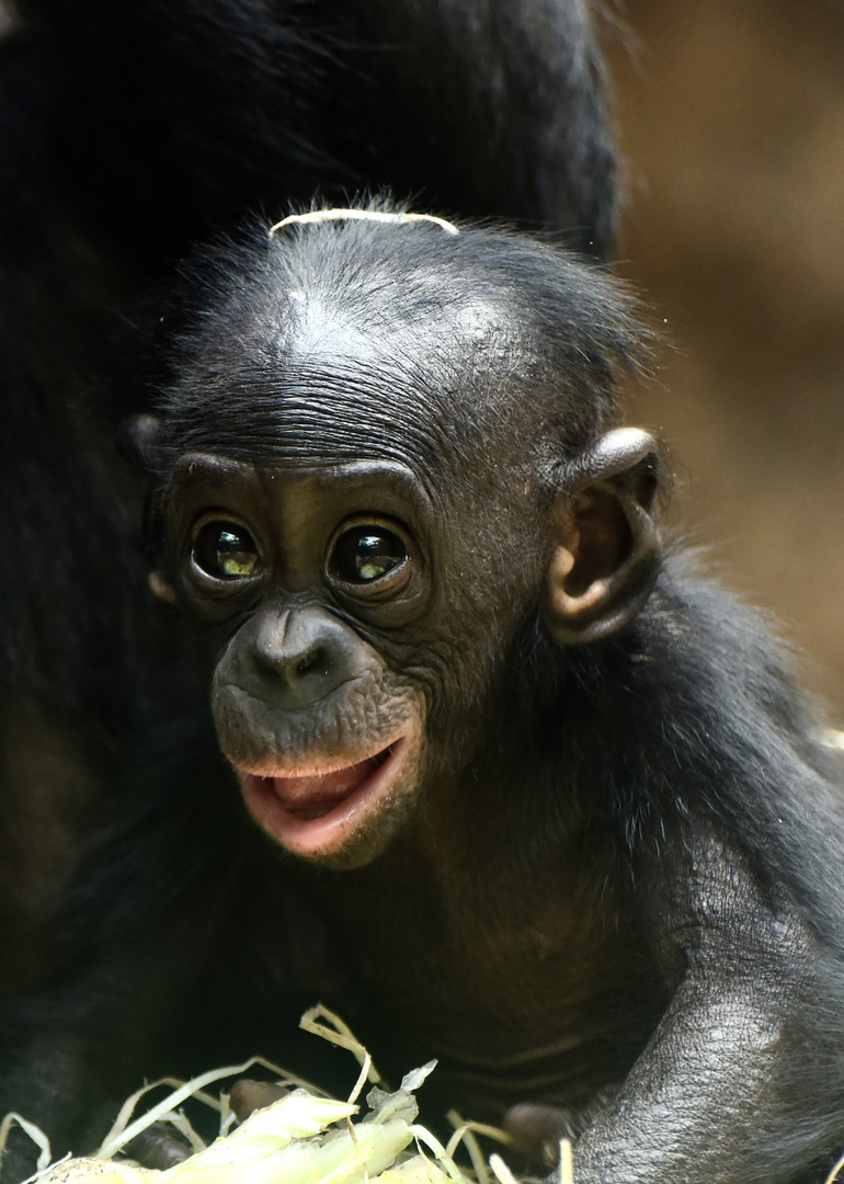 Bonobo Baby