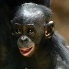 Bonobo Baby