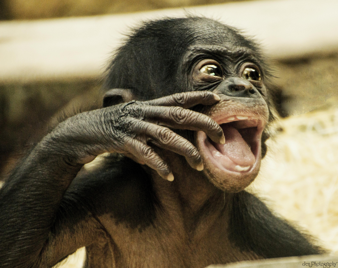 Bonobo-Baby in der Wilhelma Stuttgart