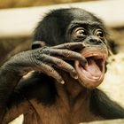 Bonobo-Baby in der Wilhelma Stuttgart