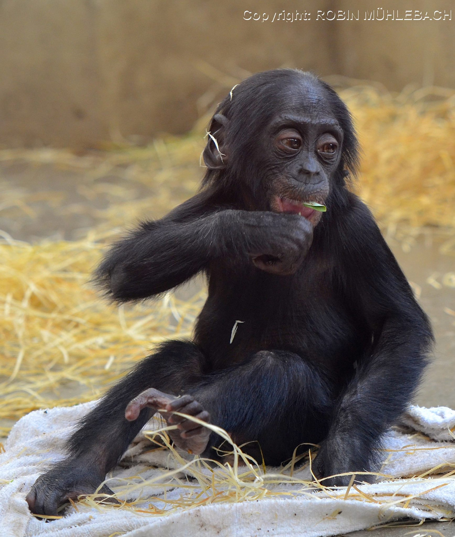 Bonobo-Baby in der Wilhelma (Stuttgarter Zoo)