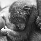 Bonobo-Baby Kijani