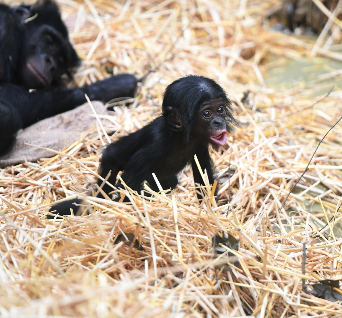 Bonobo- Baby Kijani 