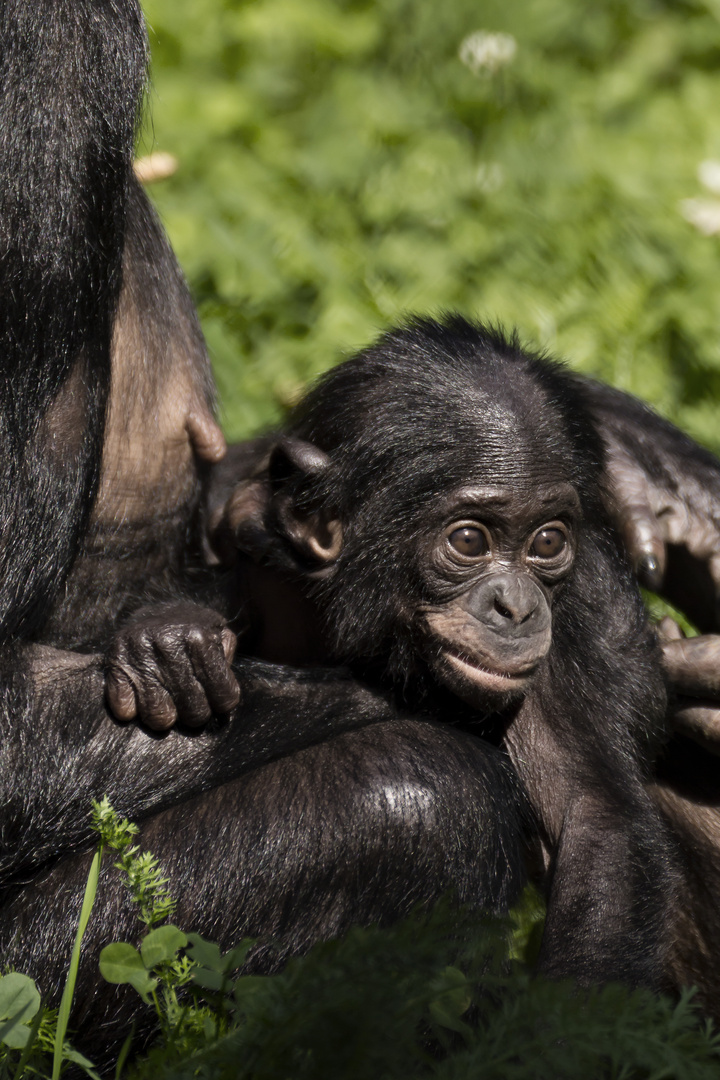 Bonobo-Baby Wilhelma Stuttgart