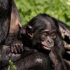 Bonobo-Baby Wilhelma Stuttgart