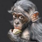 Bonobo Baby Yango 